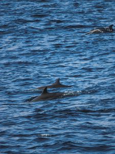 Preview wallpaper dolphins, sea, waves, ripples