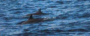 Preview wallpaper dolphins, sea, waves, ripples