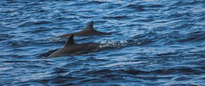 Preview wallpaper dolphins, sea, waves, ripples