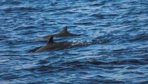 Preview wallpaper dolphins, sea, waves, ripples
