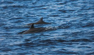 Preview wallpaper dolphins, sea, waves, ripples