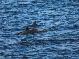 Preview wallpaper dolphins, sea, waves, ripples