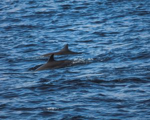 Preview wallpaper dolphins, sea, waves, ripples