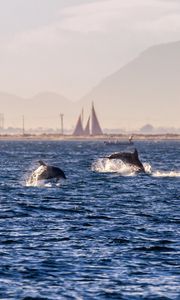 Preview wallpaper dolphins, sea, waves, water, coast