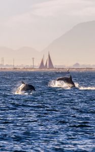 Preview wallpaper dolphins, sea, waves, water, coast