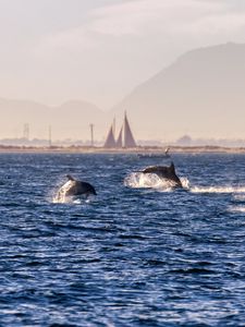 Preview wallpaper dolphins, sea, waves, water, coast