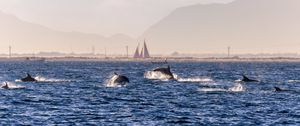 Preview wallpaper dolphins, sea, waves, water, coast
