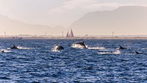 Preview wallpaper dolphins, sea, waves, water, coast