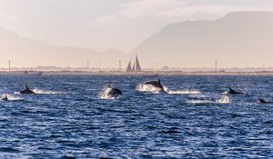 Preview wallpaper dolphins, sea, waves, water, coast