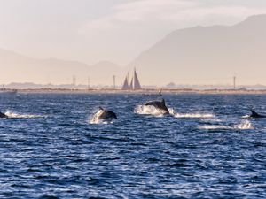 Preview wallpaper dolphins, sea, waves, water, coast