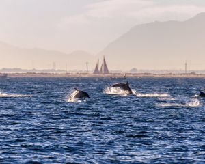 Preview wallpaper dolphins, sea, waves, water, coast