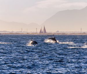 Preview wallpaper dolphins, sea, waves, water, coast