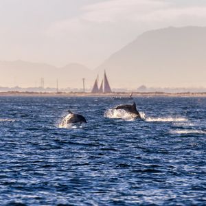 Preview wallpaper dolphins, sea, waves, water, coast