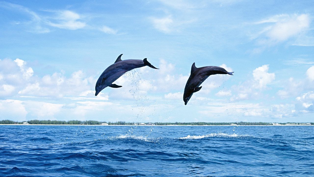 Wallpaper dolphins, sea, waves, jump, couple