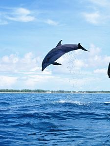 Preview wallpaper dolphins, sea, waves, jump, couple