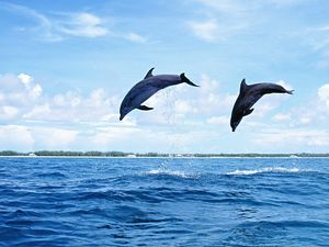 Preview wallpaper dolphins, sea, waves, jump, couple