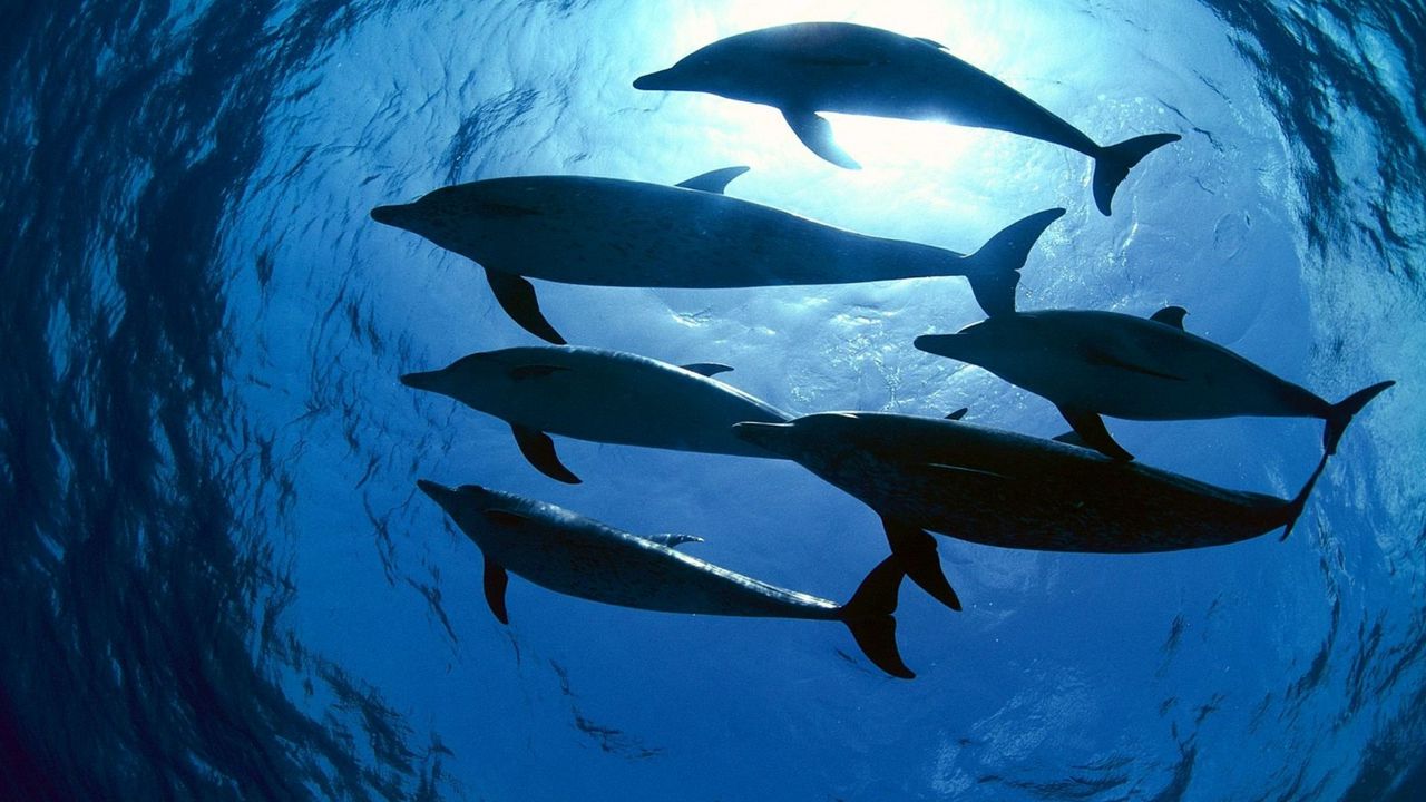 Wallpaper dolphins, swimming, underwater