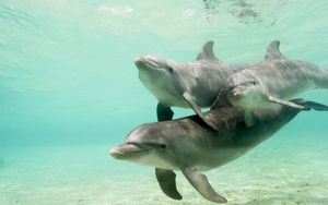 Preview wallpaper dolphins, underwater, swimming, caring, family