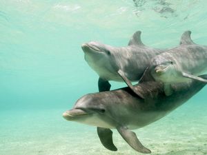 Preview wallpaper dolphins, underwater, swimming, caring, family