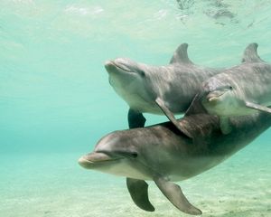 Preview wallpaper dolphins, underwater, swimming, caring, family