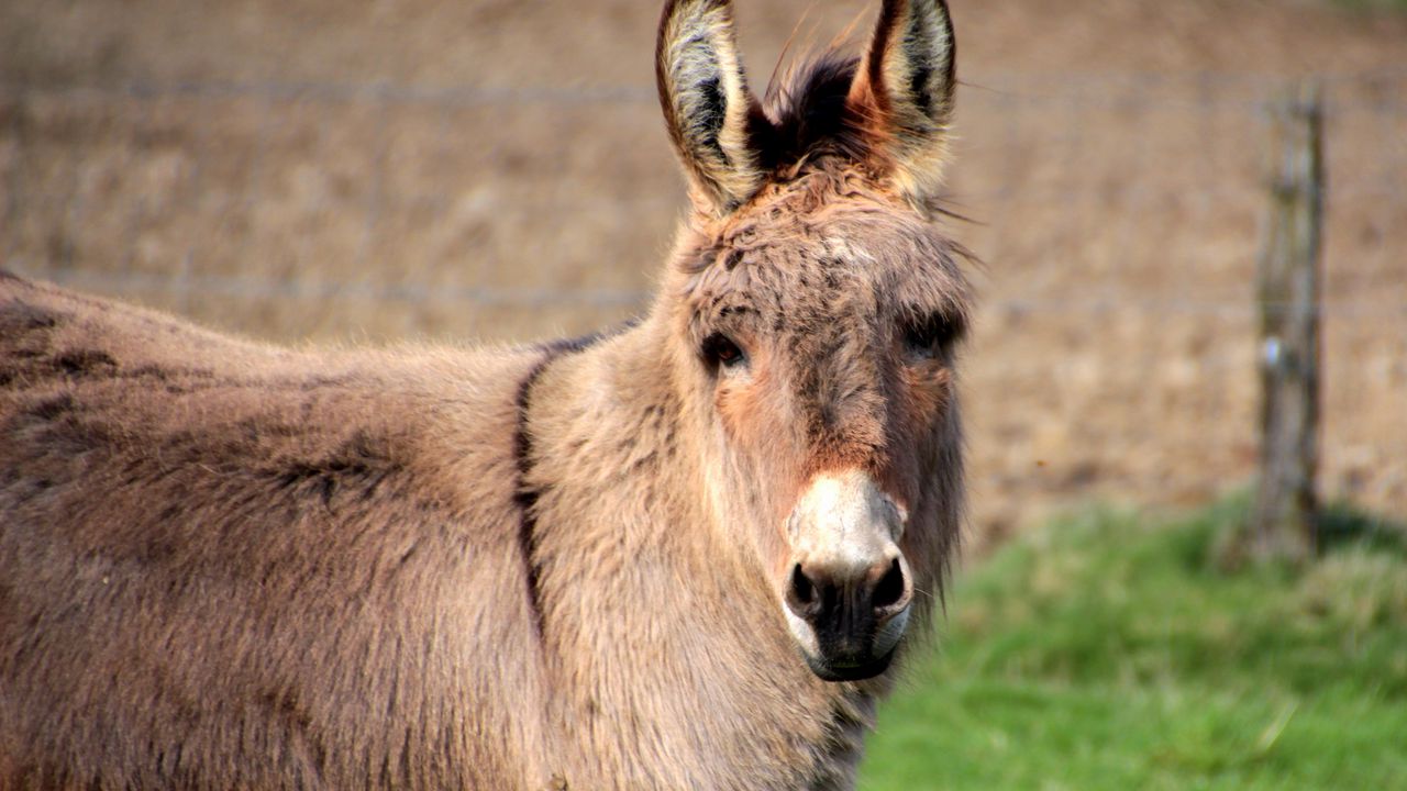 Wallpaper donkey, animal, muzzle