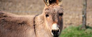 Preview wallpaper donkey, animal, muzzle