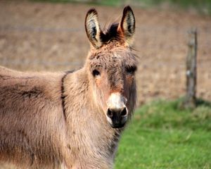 Preview wallpaper donkey, animal, muzzle