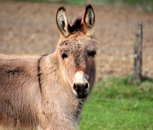 Preview wallpaper donkey, animal, muzzle