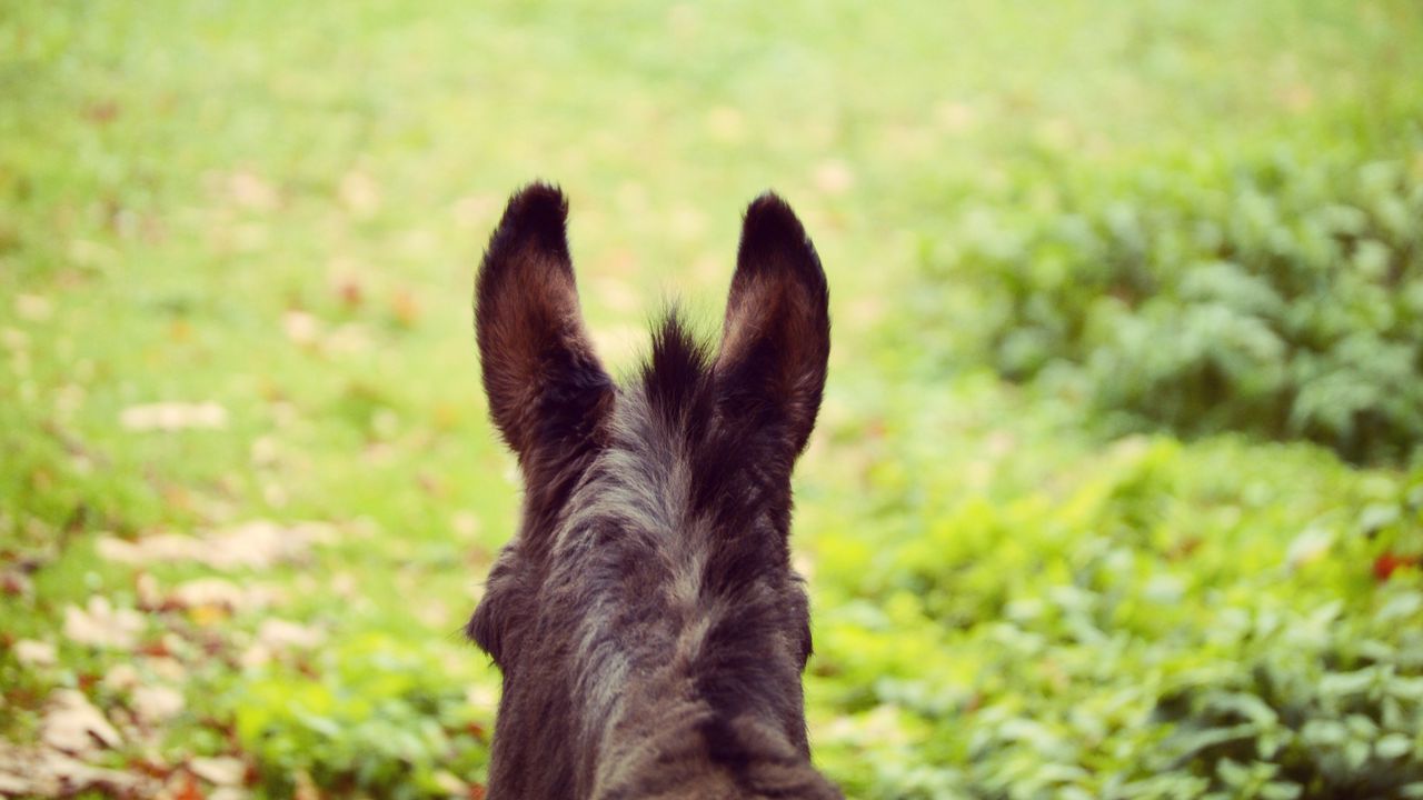 Wallpaper donkey, ears, blur, wool