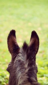 Preview wallpaper donkey, ears, blur, wool