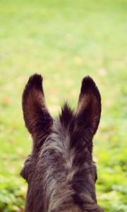 Preview wallpaper donkey, ears, blur, wool