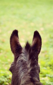 Preview wallpaper donkey, ears, blur, wool