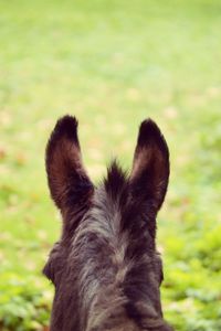 Preview wallpaper donkey, ears, blur, wool