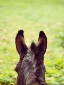 Preview wallpaper donkey, ears, blur, wool