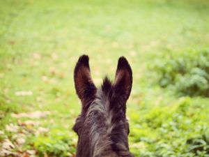 Preview wallpaper donkey, ears, blur, wool