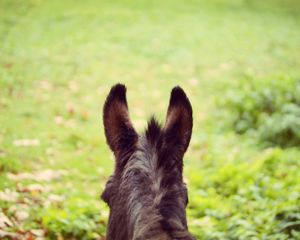 Preview wallpaper donkey, ears, blur, wool