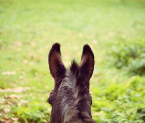 Preview wallpaper donkey, ears, blur, wool