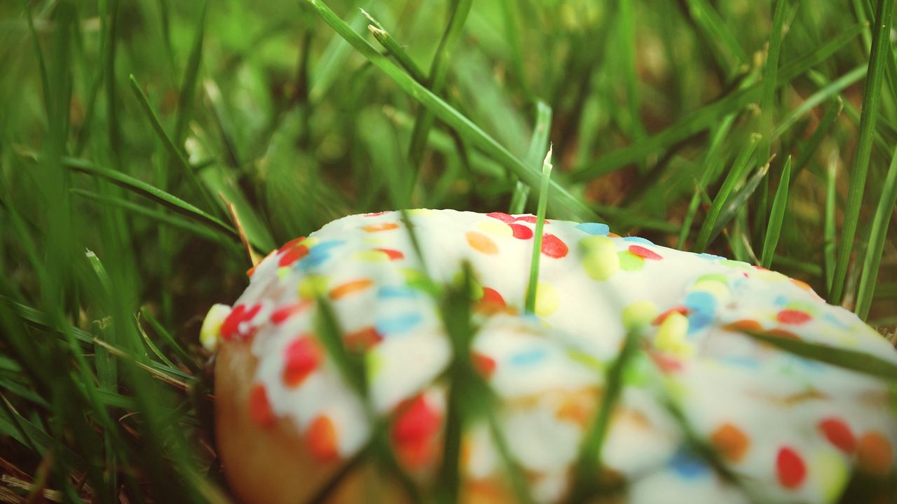 Wallpaper donut, sprinkling, colorful, grass