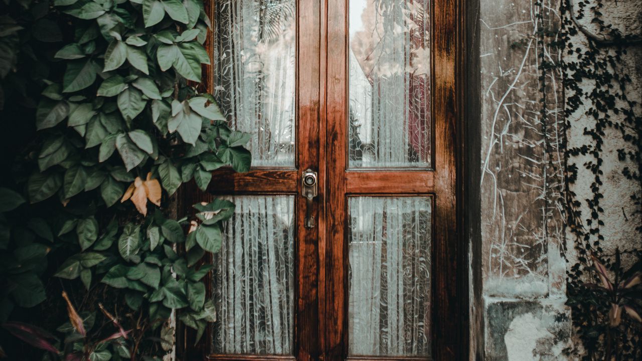 Wallpaper door, ivy, plant, entrance, wooden, glass