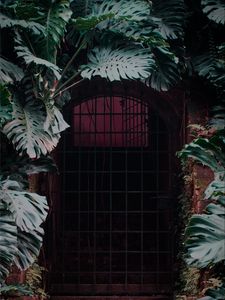 Preview wallpaper door, lattice, plant, monstera, leaves