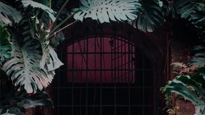 Preview wallpaper door, lattice, plant, monstera, leaves