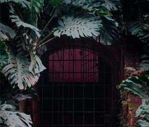 Preview wallpaper door, lattice, plant, monstera, leaves