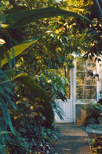 Preview wallpaper door, window, plants, house, garden