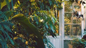 Preview wallpaper door, window, plants, house, garden