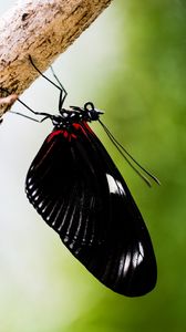 Preview wallpaper doris, butterfly, wings, black, macro