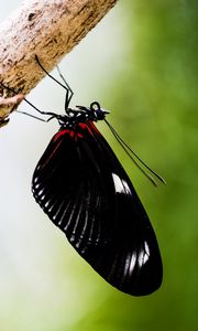 Preview wallpaper doris, butterfly, wings, black, macro