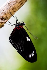 Preview wallpaper doris, butterfly, wings, black, macro