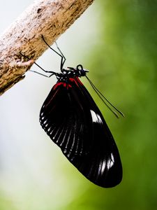 Preview wallpaper doris, butterfly, wings, black, macro