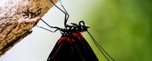 Preview wallpaper doris, butterfly, wings, black, macro