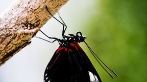 Preview wallpaper doris, butterfly, wings, black, macro